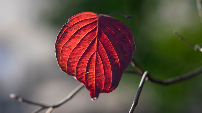Illustration for article titled 48 Photos Of Autumn Around The World